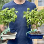 Javor dlaňolistý (Acer palmatum) ´GOING GREEN´ - výška 30-40 cm, BONSAJ MISA
